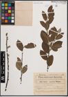 Foto von Salix cinerea L. x Salix nigricans Sm.